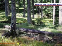 Imagini rare cu doi lupi, au fost suprinse într-o pădure din Parcul Natural Apuseni