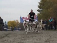 Concurs inedit în România. Zeci de câini nordici s-au întrecut pe malul râului Mureș