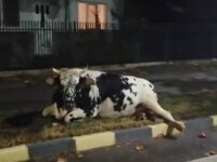 vaca, dambovita, accident