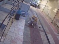 Doi soți din Arad au fost atacați de câinii din curte. S-au baricadat în casă de frică