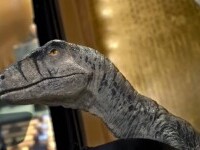 Campanie inedită a ONU: Un dinozaur cere oamenilor să nu își provoace extincția. VIDEO