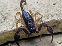 Descoperire importantă, sub ape: fosila antică a unui scorpion, mare cât un câine