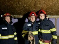 Pompierii din Sibiu au salvat un cățeluș