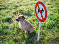 Orașul din Europa unde este interzisă plimbarea câinilor în parcuri. Cel mai aproape loc, la o oră distanță