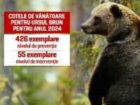 Proiectul de lege care permite vânătoare a 500 de urși ajunge în Senat. ONG-urile de mediu protestează