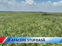 ”Minune” în România. Apele din Deltă au fost declarate pășune