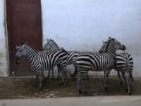 Zebrele vedete ale Grădinii Zoologice din Târgu Mureș. Au ajuns tocmai din Olanda