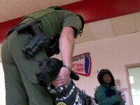 Blaze, câinele care miroase arme și explozibili în școli. Este vedetă locală într-un stat din America