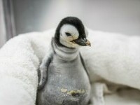 Pinguinul imperial, pe cale de dispariție