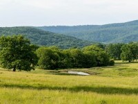 Pădure de stejar