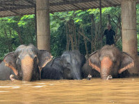 elefanti inundatii thailanda