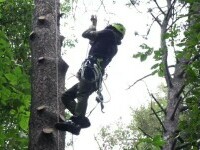 arborist