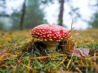 Amanita Muscaria