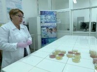 Cât poate fi ținută tocănița în frigider, ca să nu facem toxiinfecție alimentară. Experiment de laborator