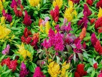 celosia