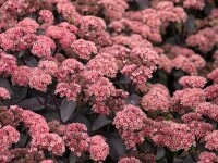 Sedum telephium