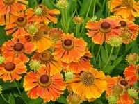 helenium