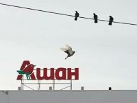 auchan