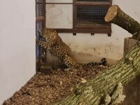 Un animal pe cale de dispariție a fost adus la grădina zoologică din Târgu Mureș. Mai sunt 300 de exemplare în toată lumea