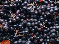 Aronia – fructul-minune plin de antioxidanți care întărește imunitatea