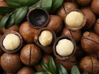 macadamia