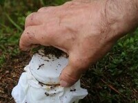 Oamenii de știință au folosit furnici pentru a face iaurt. Clienții unui restaurant l-au mâncat