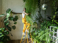 plante de apartament