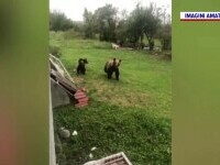 O ursoaică cu doi pui creează panică într-un sat din Mureș. Localnicii se plâng de atacuri tot mai dese. „Mi-a rupt gardul”