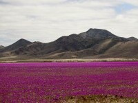 flori desert chile