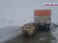 oi zapada transalpina