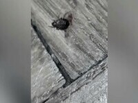 plosnite arhitectura