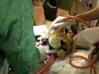 Cu leul la dentist. Cum a decurs o operație pentru scoaterea unui colț dureros de 8 centimetri