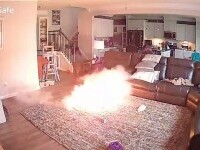 Câine explozie sufragerie