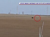 Cruzime inumană în Arad. Doi braconieri vânau căprioare cu ATV-ul. Le fugăreau, apoi le călcau