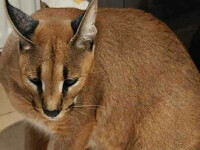 Două exemplare de râs african, găsite într-o gospodărie din Argeş. Autoritățile au demarat o anchetă