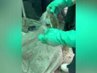 O specie apărută în apele Mării Negre sperie pescarii. „Este o populație care deja începe să fie sustenabilă”