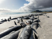 Descoperire îngrijorătoare pe o plajă din Zoua Zeelandă. Autoritățile încearcă îndepărtarea riscului biologic