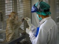 Mai multe maimuțe de laborator, purtătoare de boli, au scăpat în Mississippi. „Primatele aparțin unei alte entități”