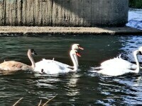 pasari exotice bacau