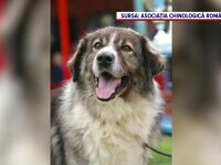 Câine Ciobănesc