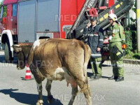 Vaca a fost salvata de pompieri