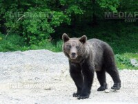Turisti belgieni, atacati de urs in Bucegi!