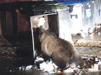 Ursii gunoieri au vizitat si un orasel din California