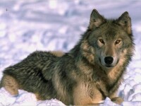 Un plan de ucidere a peste o suta de lupi starneste controverse in Spania