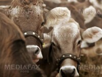 India: vacile, interzise pe strazile din New Delhi