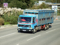 |n Germania, pacientii obezi sunt transportati in camioane de animale