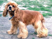 Catel din rasa Spaniel