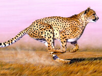 Ghepard