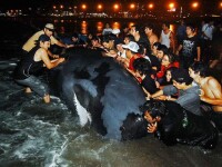 IMAGINEA ZILEI! Eforturi disperate pentru salvarea unei balene esuate!