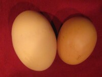 Oul urias, care a ratat Cartea Recordurilor! Vezi de ce!